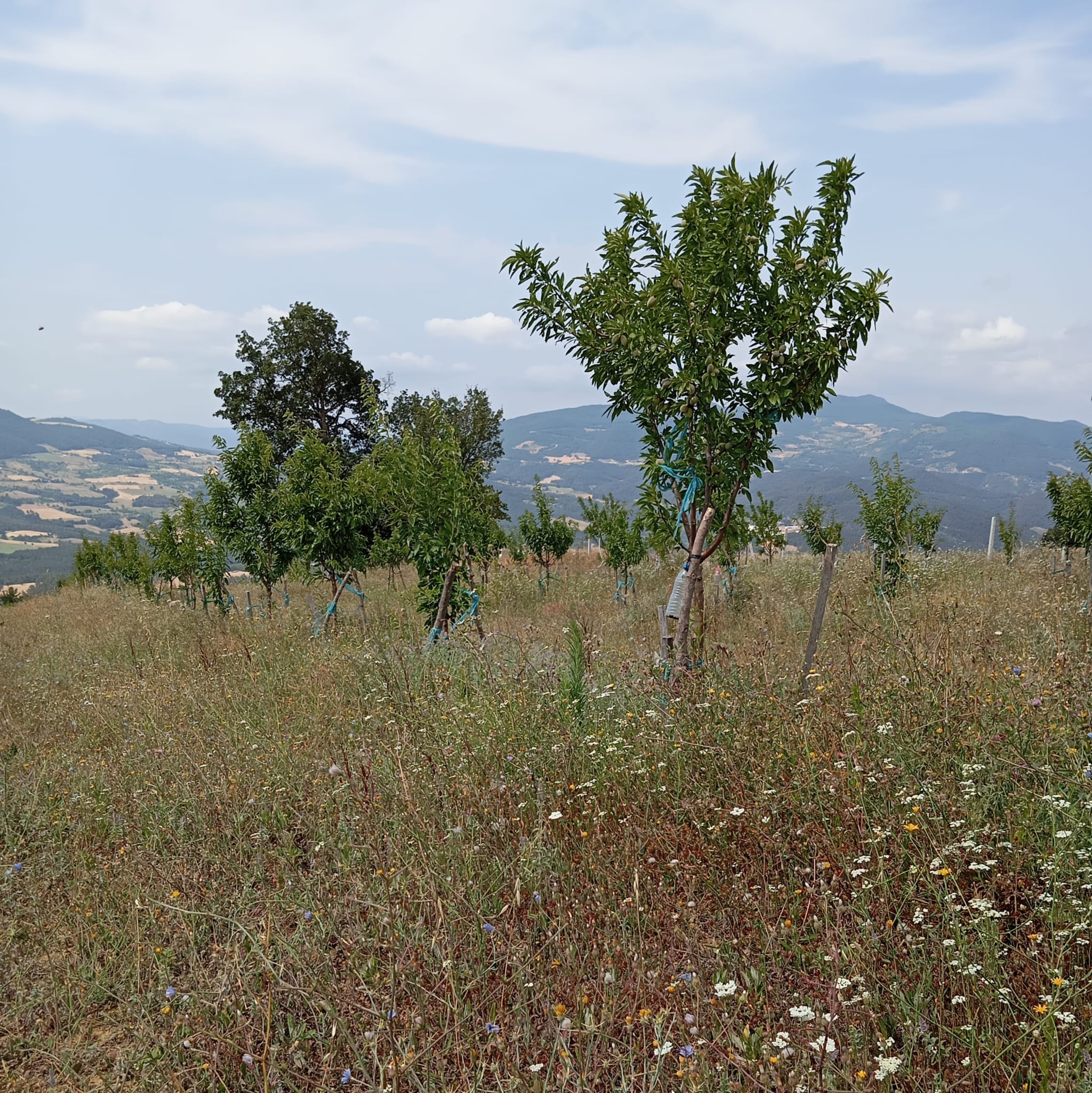 Kabia Ekolojik Çiftliği